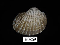 藏品(血蚶 )的圖片